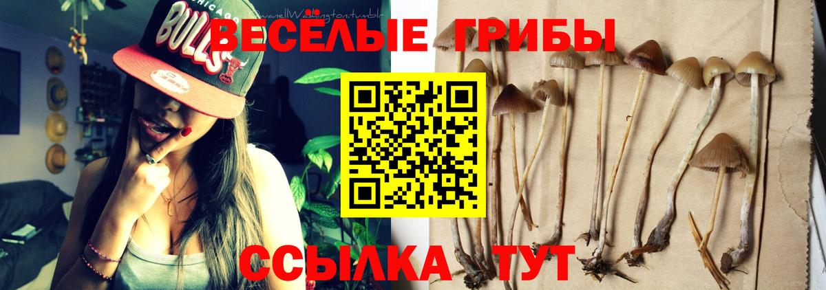 Псилоцибиновые грибы GOLDEN TEACHER  Вход с VPN  Керчь 